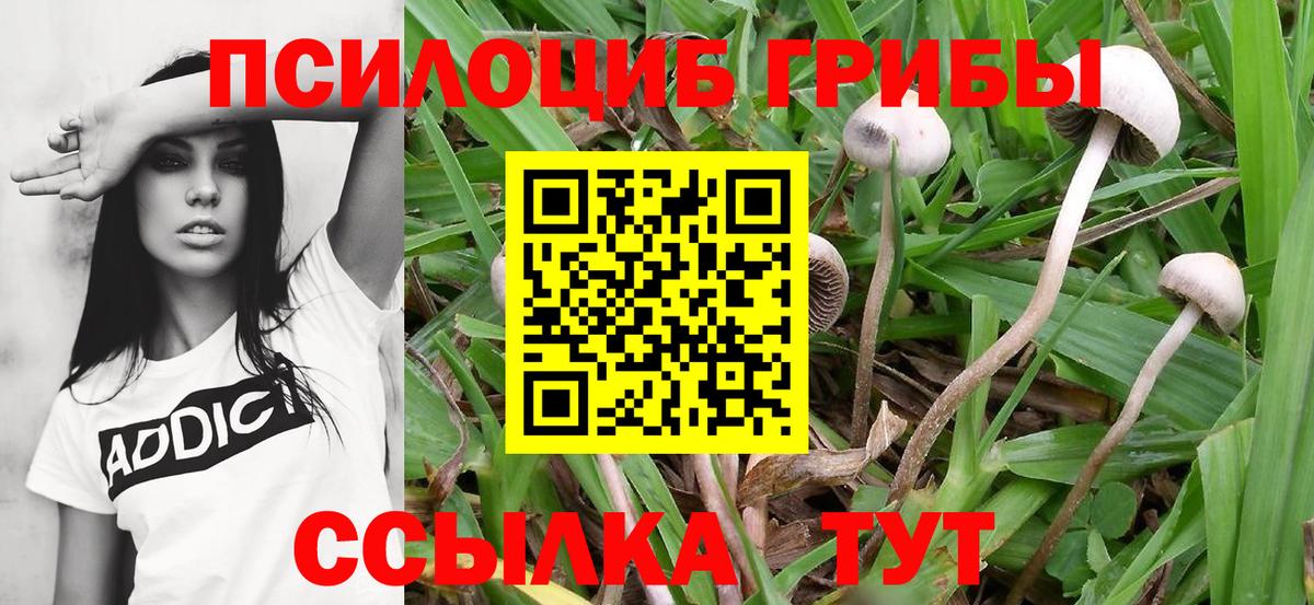 Псилоцибиновые грибы мухоморы Шахты